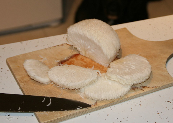 Preparación de melena de león para ser cocinada